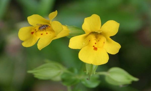 Mimulus Fear samvedna bach therapy by prachi (1)