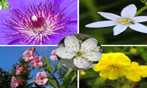 Rescue-Remedy-Rock-rose-cherry-plum-Impations-Clematis-Star-of-Bethlehem-bach-therapy-by-prachi (1)