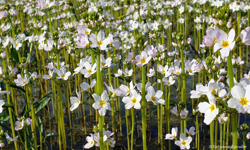 Water Violet Loneliness samvedna bach therapy by prachi (1)