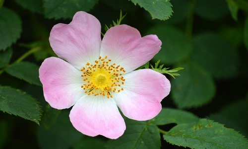 Wild Rose Insufficient interest in present circumstances samvedna bach therapy by prachi (1)