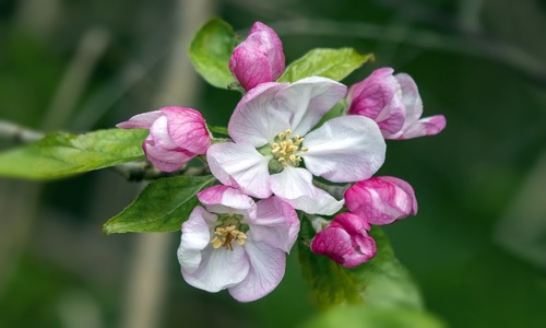 crab apple Rescue Remedy samvedna bach therapy by prachi (1)